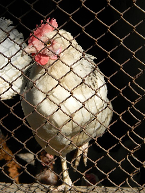 领军人物 领军人物