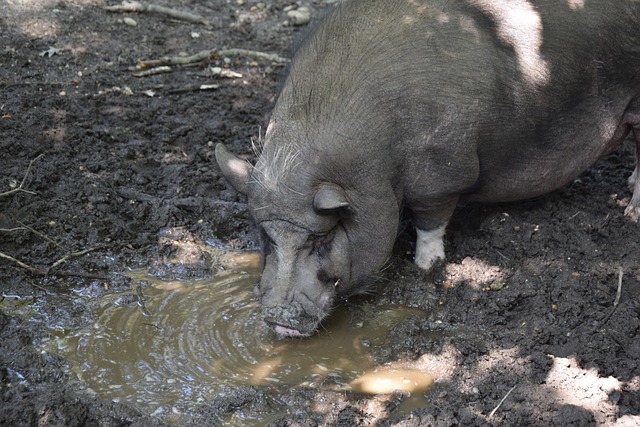 战术多样性 战术多样性