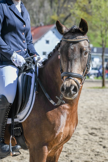 全明星赛无 全明星赛无